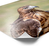 12x18 Red-Tail Hawk Fotodruck (Ecke)