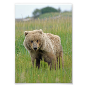 12x18 Satin Foto von Grizzlybär