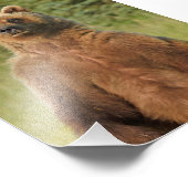 12x18 Satin Foto von Grizzlybär (Ecke)