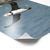 12x18 Satin Foto von Puffin (Ecke)