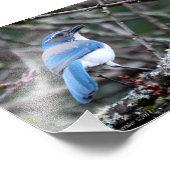 12x18 Western Blue Jay Fotodruck (Ecke)