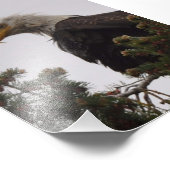 12x18 Wet Bald Eagle Fotodruck (Ecke)