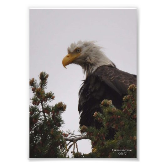 12x18 Wet Bald Eagle Fotodruck (Vorne)