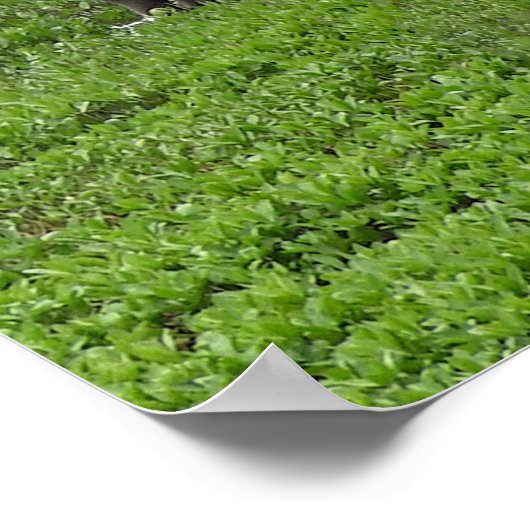 12x36 Plakatpapier (Matte) aus Elch Poster (Ecke)