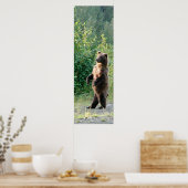 12x36 Plakatpapier (Matte) aus Grizzlybär Poster (Küche)