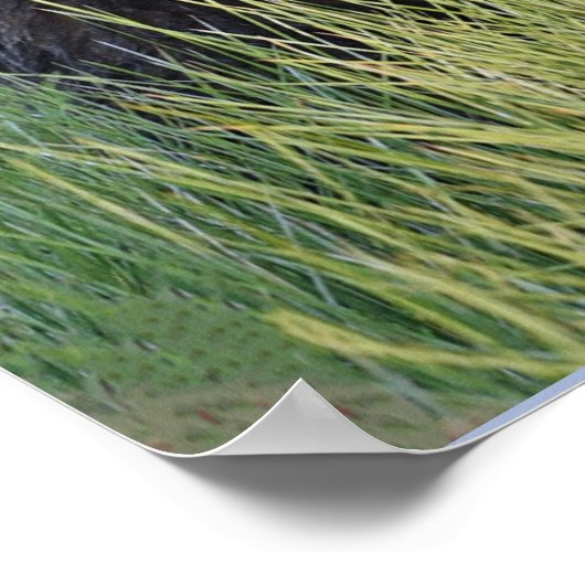 12x36 Plakatpapier (Matte) mit Grizzlybären-Bärenk Poster (Ecke)