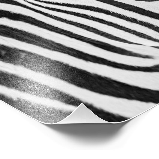 1318-Zebra Fotodruck (Ecke)