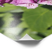 13"x19" Fingerhut Fotodruck (Ecke)