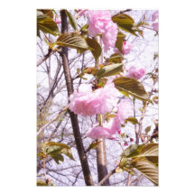 13"x19" Kirschblüten