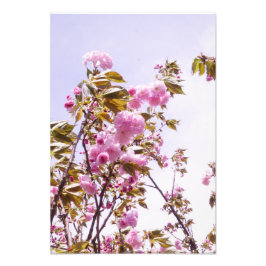 13"x19" Kirschblüten Fotodruck