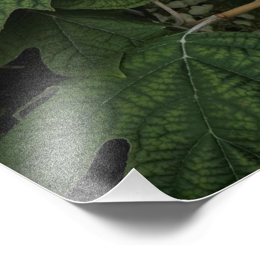 13"x19" Oakleaf Hydrangea Fotodruck (Ecke)