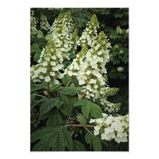 13"x19" Oakleaf Hydrangea Fotodruck (Vorne)