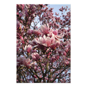 13"x19" Rosa Magnolienbaum Fotodruck