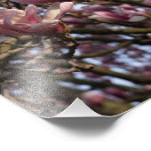 13"x19" Rosa Magnolienbäume Fotodruck (Ecke)