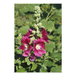 13"x19" Stockrose Fotodruck