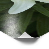 13"x19" weiße Lilien Fotodruck (Ecke)