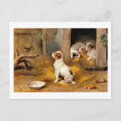 13a Welpen Postkarte (Vorderseite)