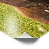 13x19 Satin Foto von Grizzlybär (Ecke)