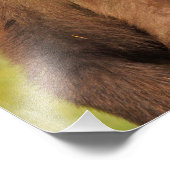 13x19 Satin Foto von Grizzlybär (Ecke)