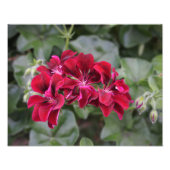 14"x11" Geranium Fotodruck (Vorne)