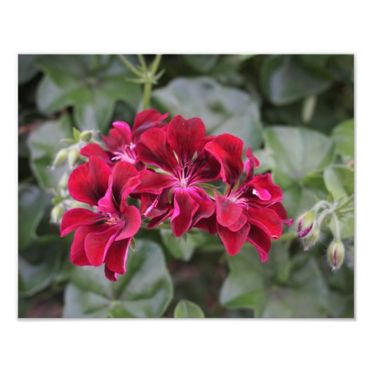 14"x11" Geranium Fotodruck (Vorne)