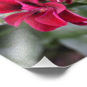 14"x11" Geranium Fotodruck (Ecke)