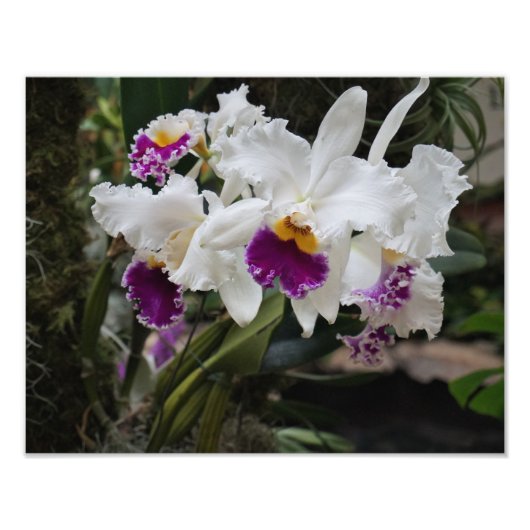 14"x11" Orchideen Fotodruck (Vorne)