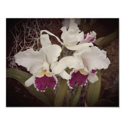 14"x11" Orchideen Fotodruck (Vorne)