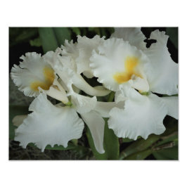 14"x11" Orchideen Fotodruck