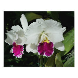 14"x11" Orchideen Fotodruck