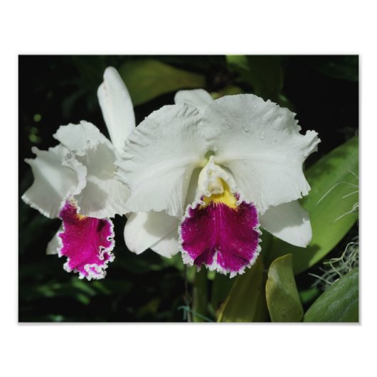 14"x11" Orchideen Fotodruck (Vorne)