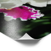 14"x11" Orchideen Fotodruck (Ecke)
