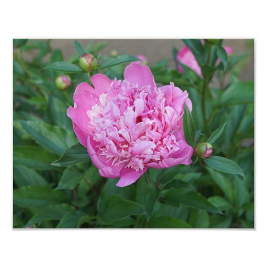 14"x11" Pink Peony Fotodruck (Vorne)