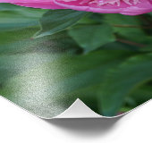 14"x11" Pink Peony Fotodruck (Ecke)