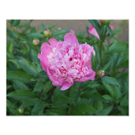 14"x11" Pink Peony Fotodruck