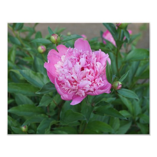 14"x11" Pink Peony Fotodruck (Vorne)