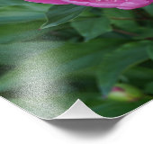 14"x11" Pink Peony Fotodruck (Ecke)