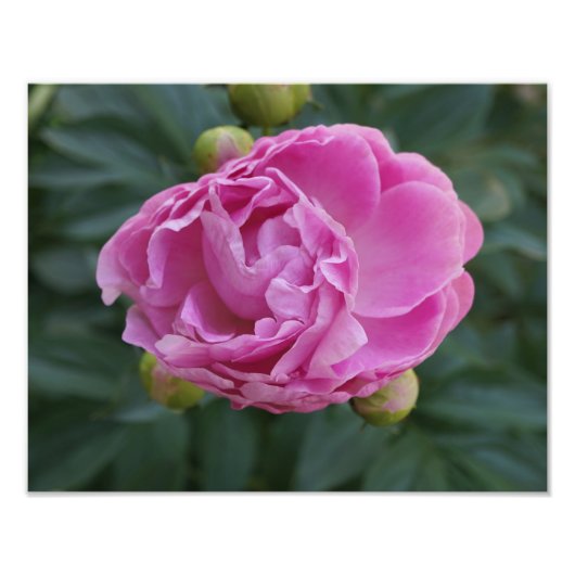 14"x11" Pink Peony Fotodruck (Vorne)