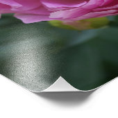 14"x11" Pink Peony Fotodruck (Ecke)