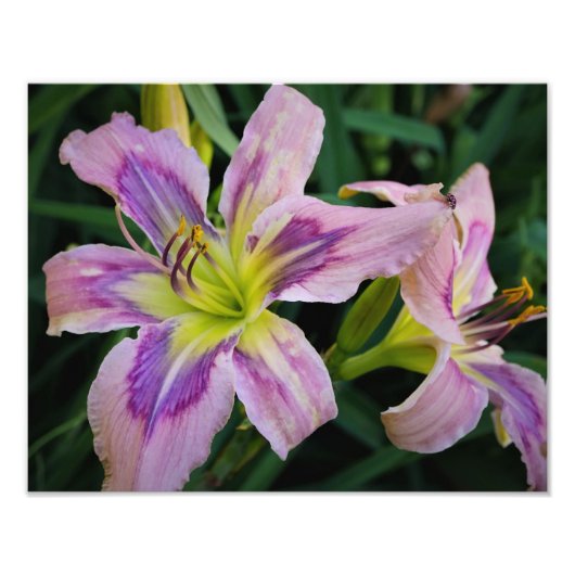 14"x11"-Taglilien Fotodruck (Vorne)