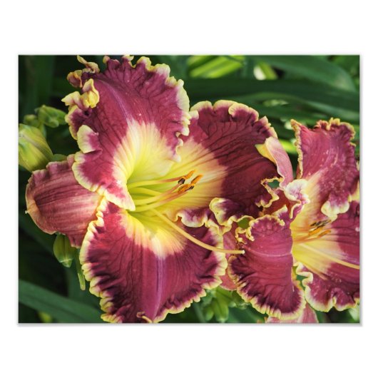 14"x11"-Taglilien Fotodruck (Vorne)