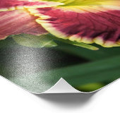 14"x11"-Taglilien Fotodruck (Ecke)