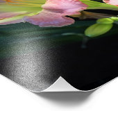 14"x11"-Taglilien Fotodruck (Ecke)