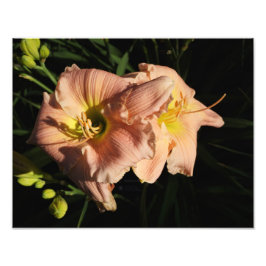 14"x11"-Taglilien Fotodruck