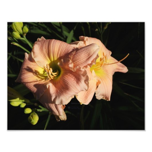 14"x11"-Taglilien Fotodruck (Vorne)