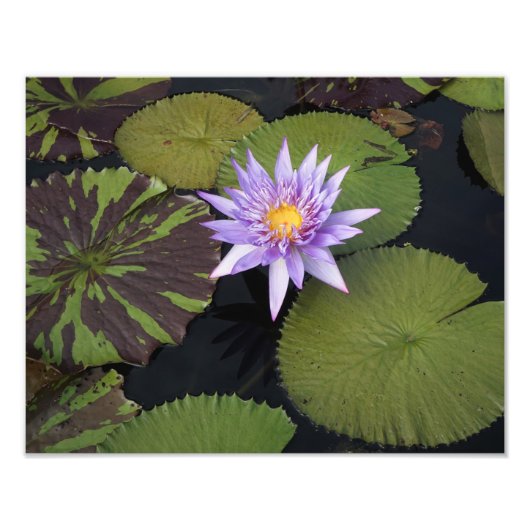 14"x11" Wasserlilie Fotodruck (Vorne)
