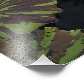 14"x11" Wasserlilie Fotodruck (Ecke)