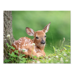14x11 Adorable Fawn unter einem Baum Fotodruck