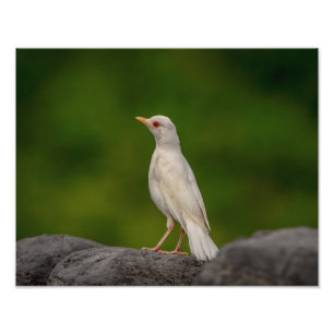 14x11 Albino Robin in Crown Point Fotodruck