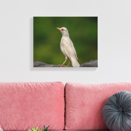 14x11 Albino Robin in Crown Point Leinwanddruck (Insitu (Wohnzimmer))